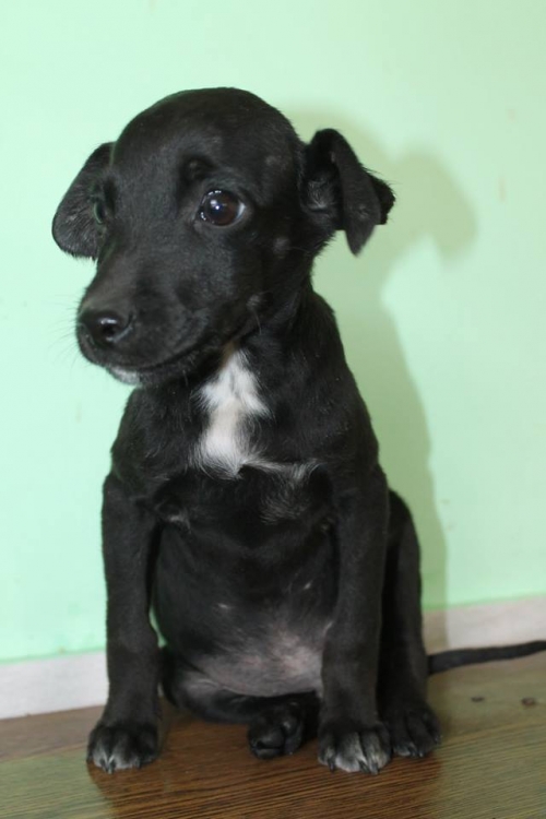 მეტისი უსახელო