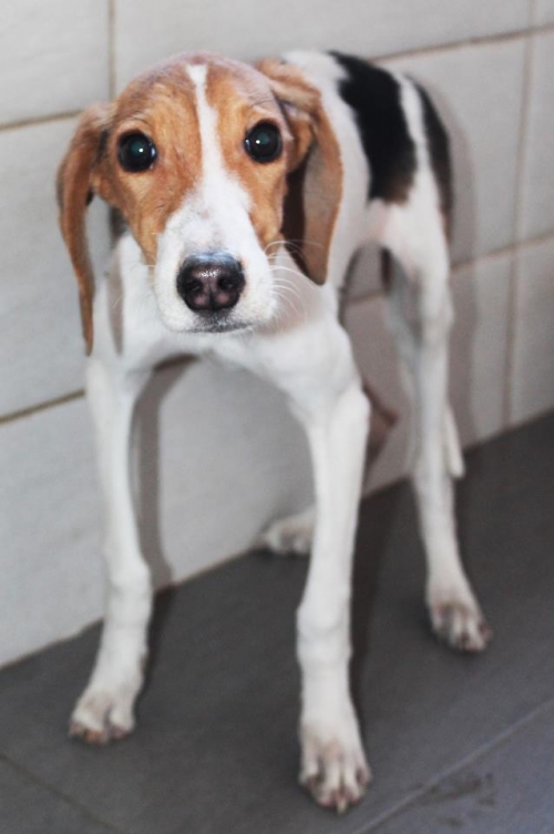 მეტისი უსახელო