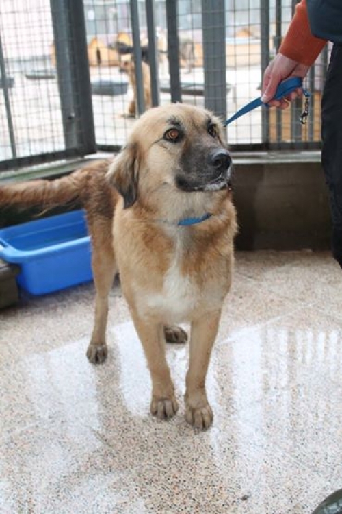 მეტისი უსახელო