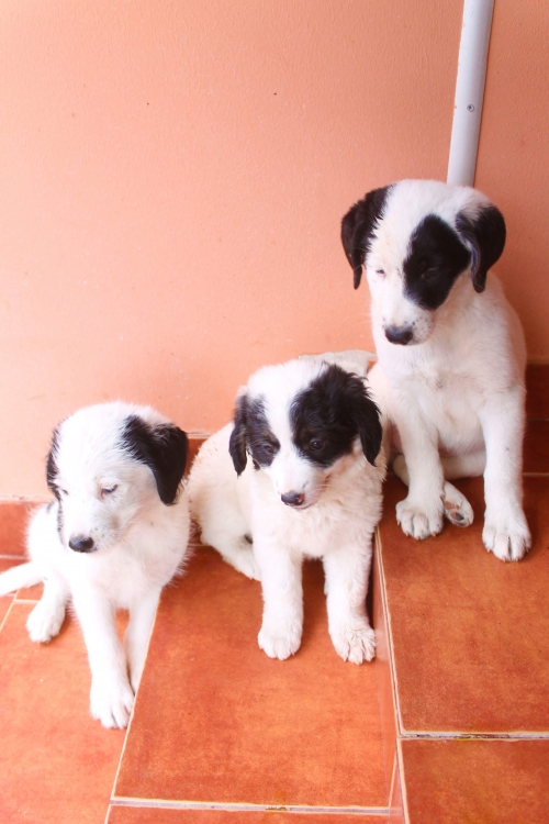 მეტისის ლეკვები უსახელო