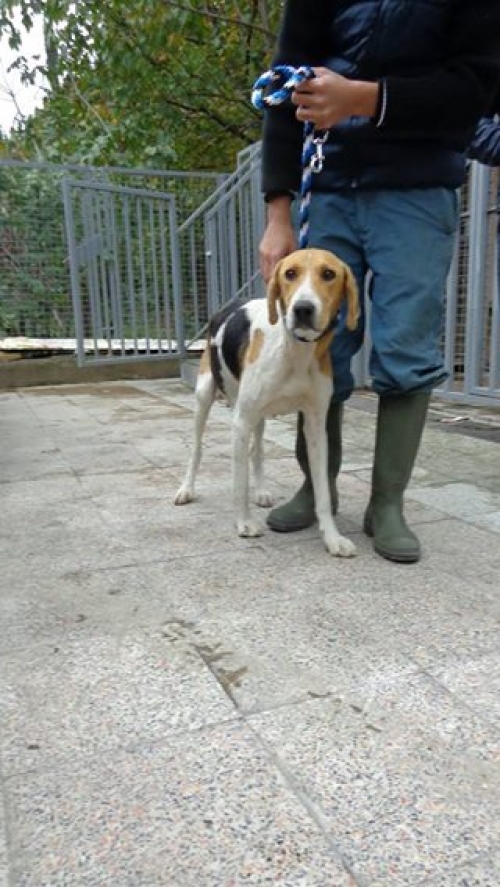 გონჩი უსახელო