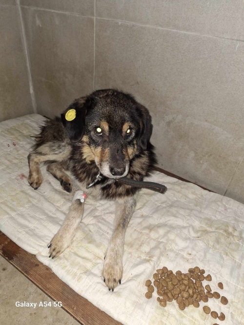 მეტისი გორგასლის ქუჩა .მოიყვანა ეთუნა კაპანაძე