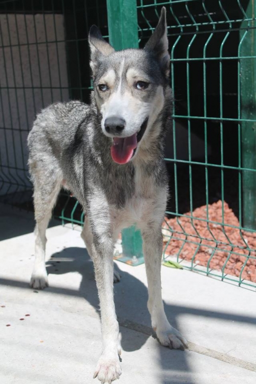 რუსულ-ევროპული ლაიკა ლინდა