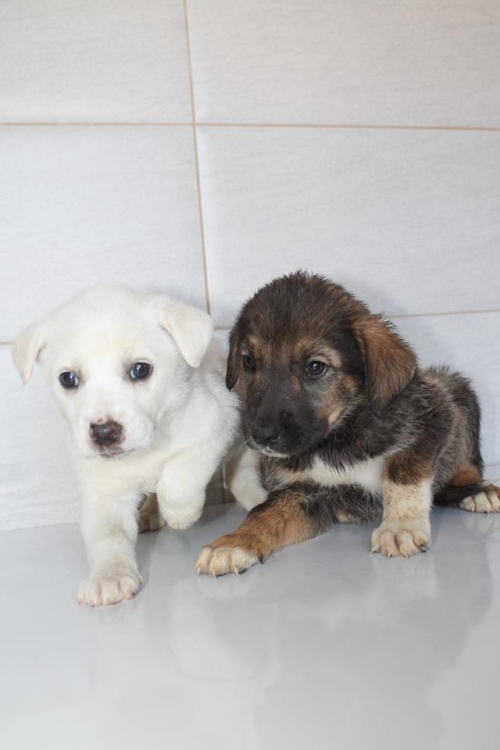 მეტისის ლეკვები უსახელო