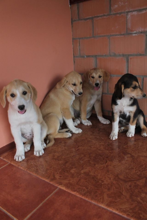 გონჩის მეტისი უსახელო