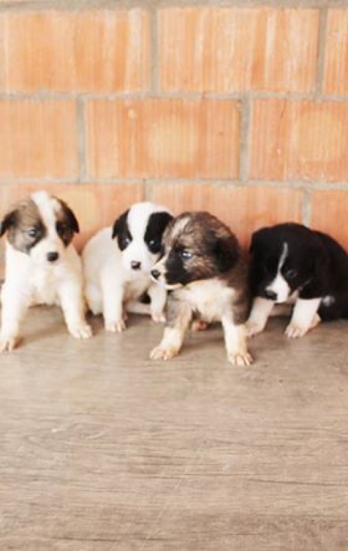 მეტისის ლეკვები უსახელო