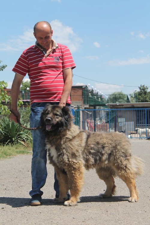 ქართული ნაგაზი ბათურა