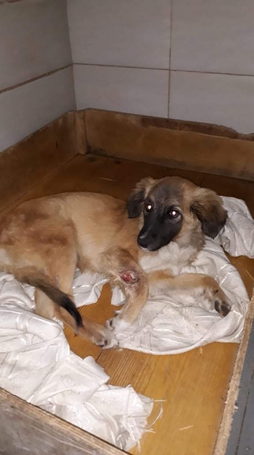 მეტისი უსახელო