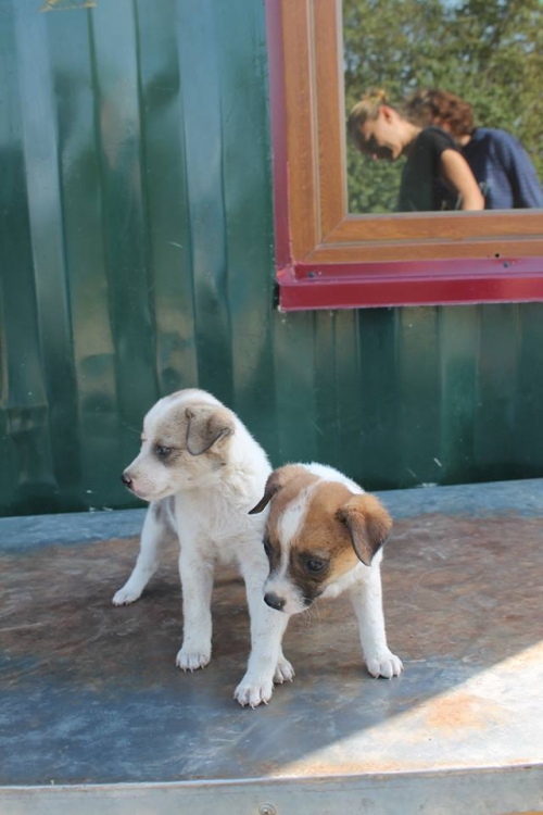 მეტისი უსახელო