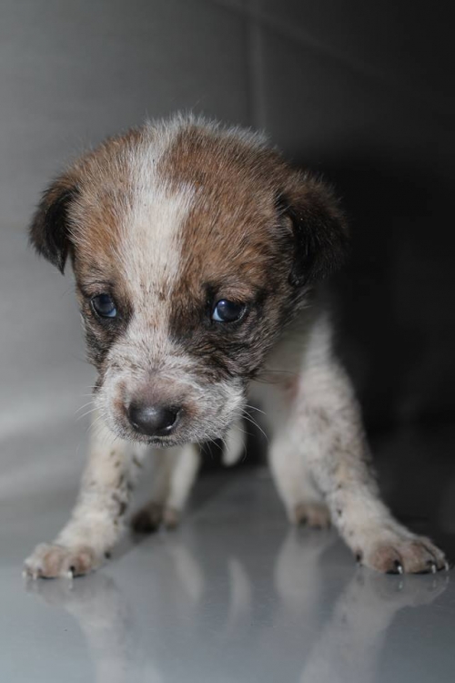 მეტისი უსახელო