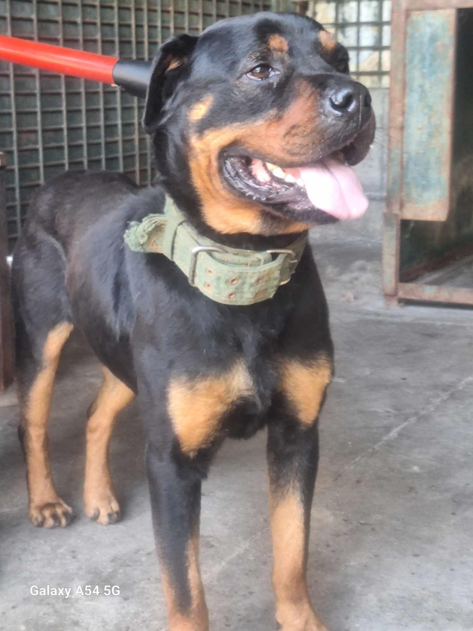 როტვეილერი. ზესტაფონი