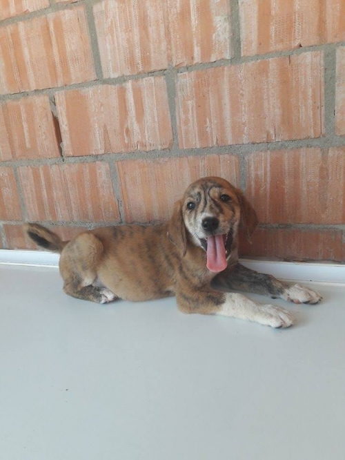 გონჩის მეტისი უსახელო