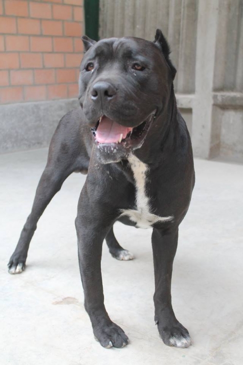 კანე კორსო უსახელო