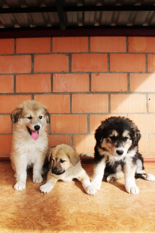 ქართული ქოფაკი უსახელო