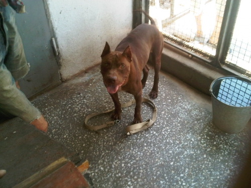 * გაჩუქებულები პიტი