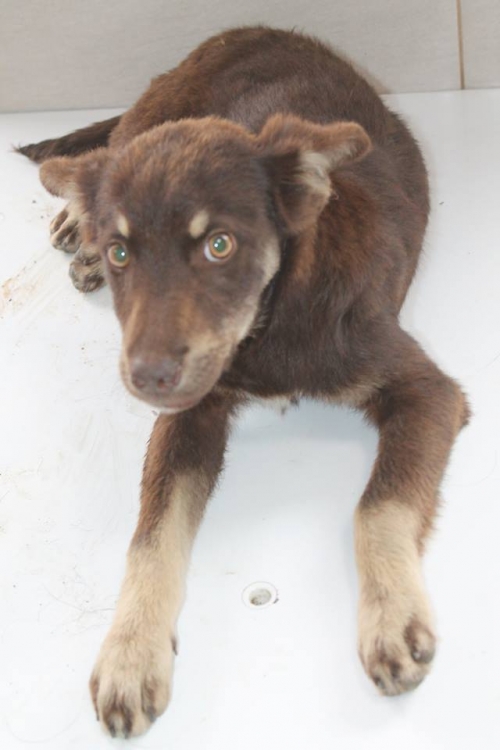 მეტისი უსახელო