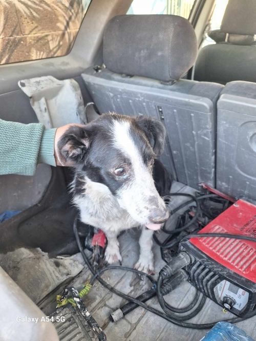 მეტისი მაილო