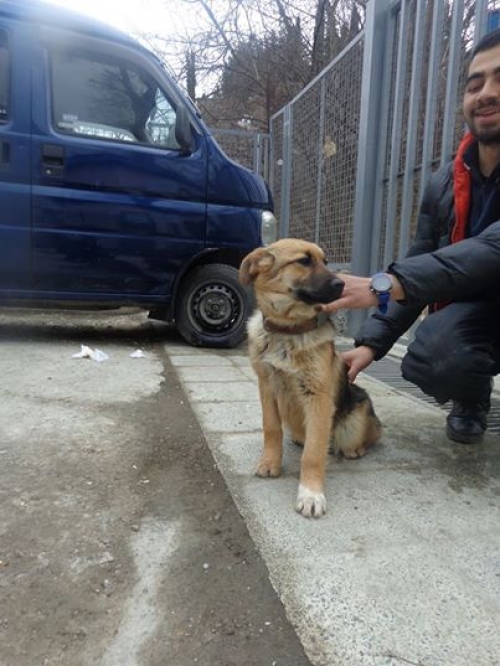 გერმანული ნაგაზის მეტისი უსახელო