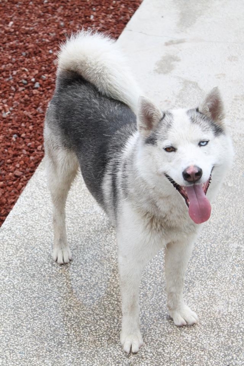 ლაიკა უსახელო