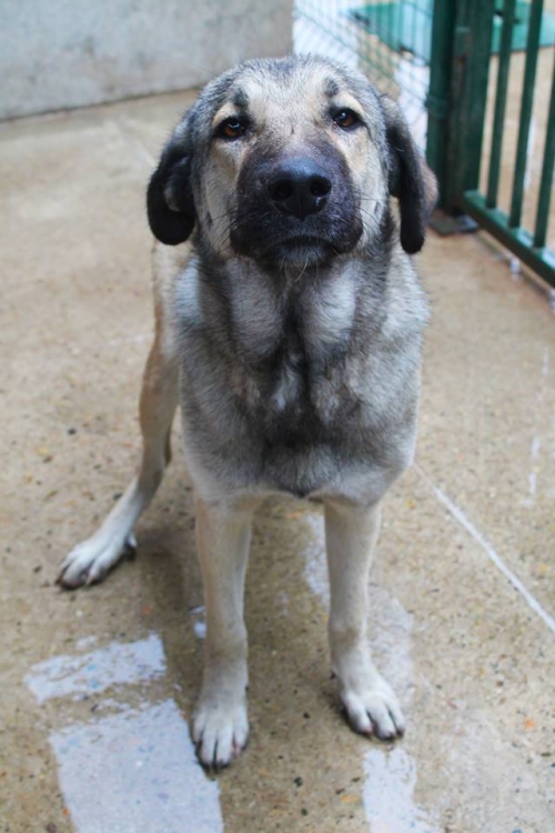 ქართული ქოფაკი უსახელო