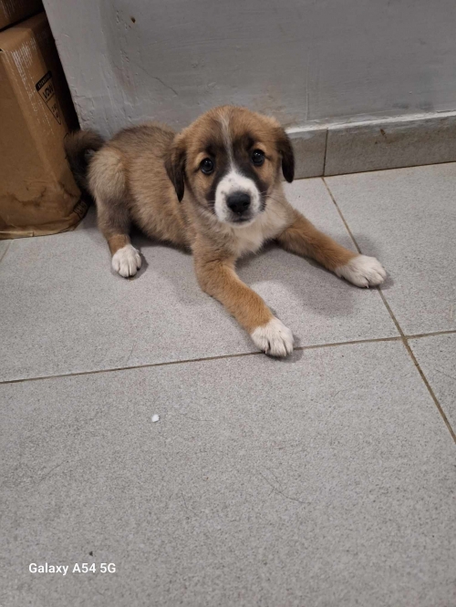 მეტისი ჩააბარა უცხოელმა