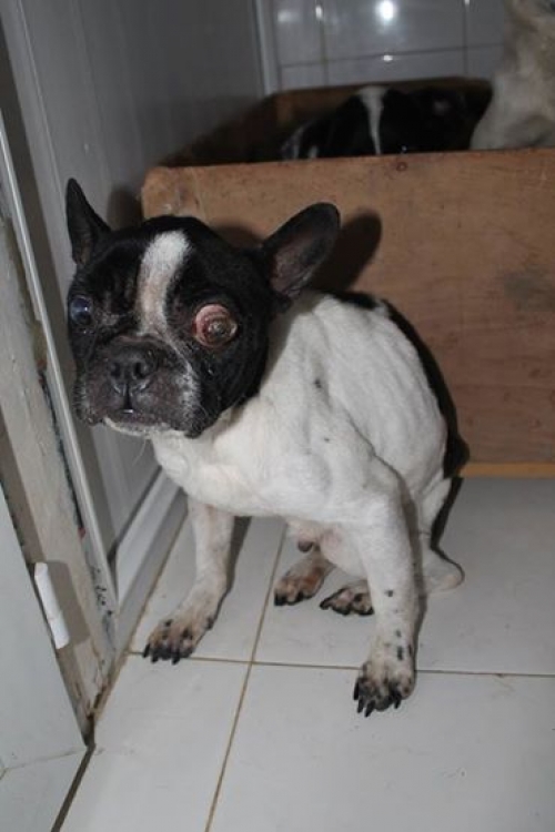 ფრანგული ბულდოგი ჯესი