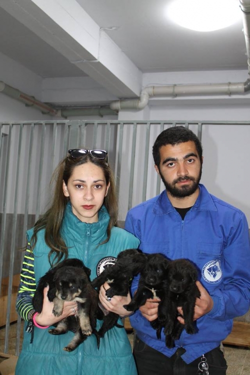 მეტისის ლეკვები უსახელო