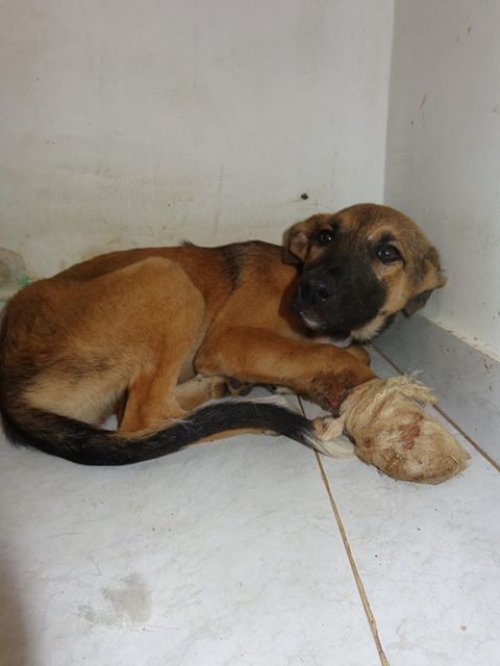 მეტისი უსახელო