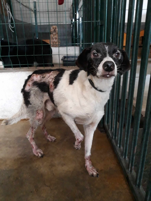 მეტისი თეთრი წყარო