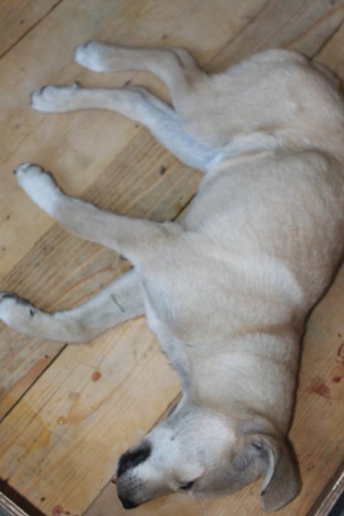 მეტისი უსახელო