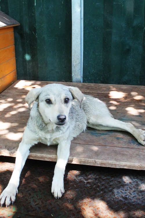 მეტისი უსახელო