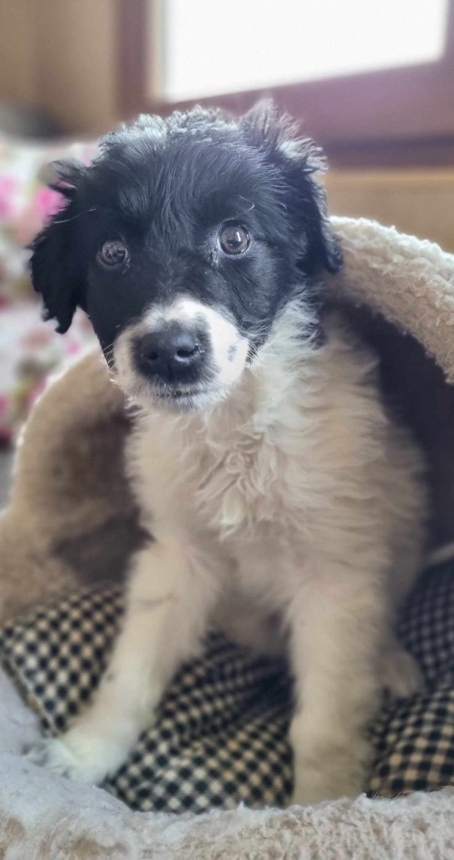 მეტისი დიდიღომი