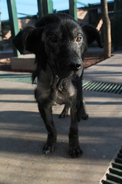 მეტისი უსახელო