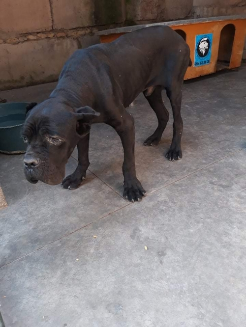 კანე კორსო ქარელის რაიონი