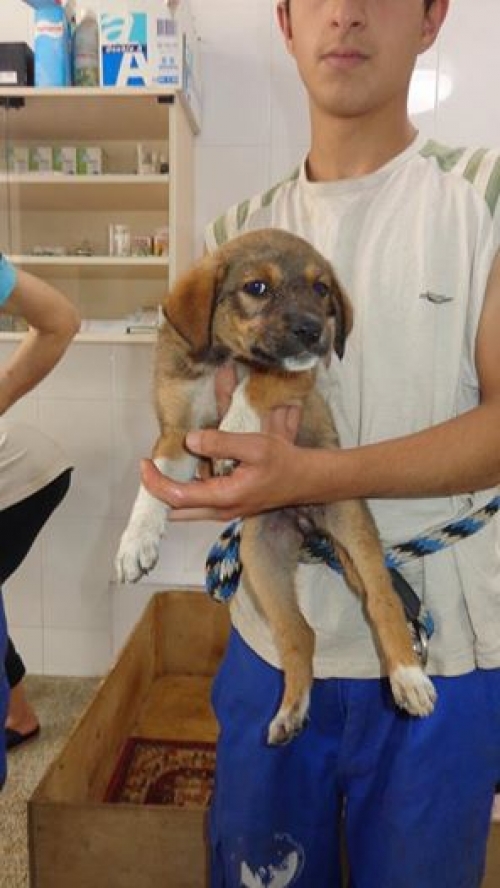 ქართული ქოფაკი უსახელო