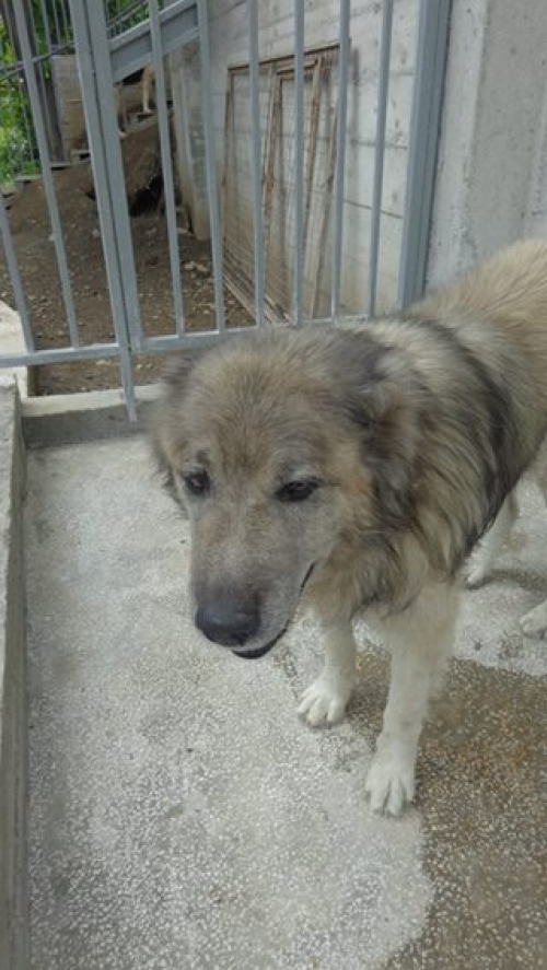 ქართული ნაგაზი ბომბორა