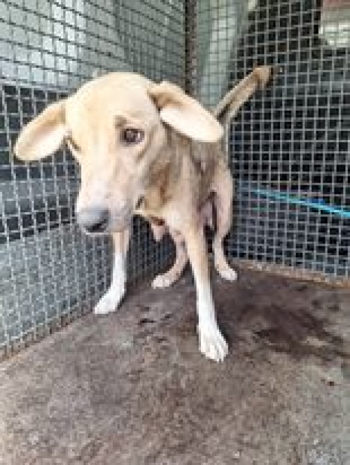 მეტისი უსახელო