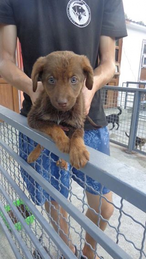 მეტისი უსახელო