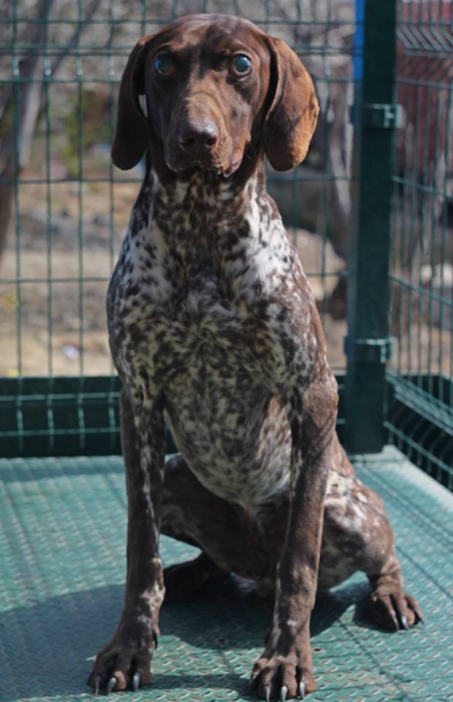 კურცხაარი ჯერი