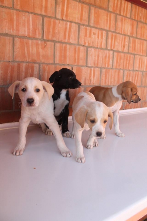 მეტისის ლეკვები უსახელო