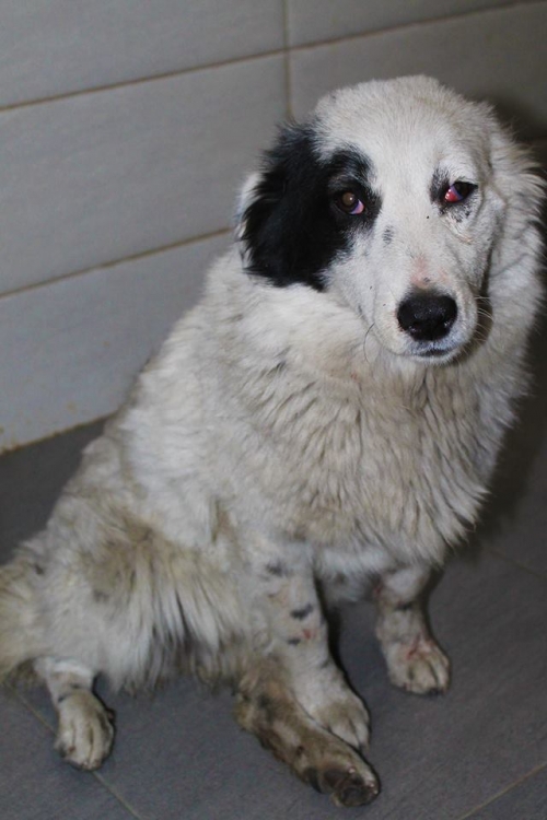 ქართული ქოფაკი უსახელო