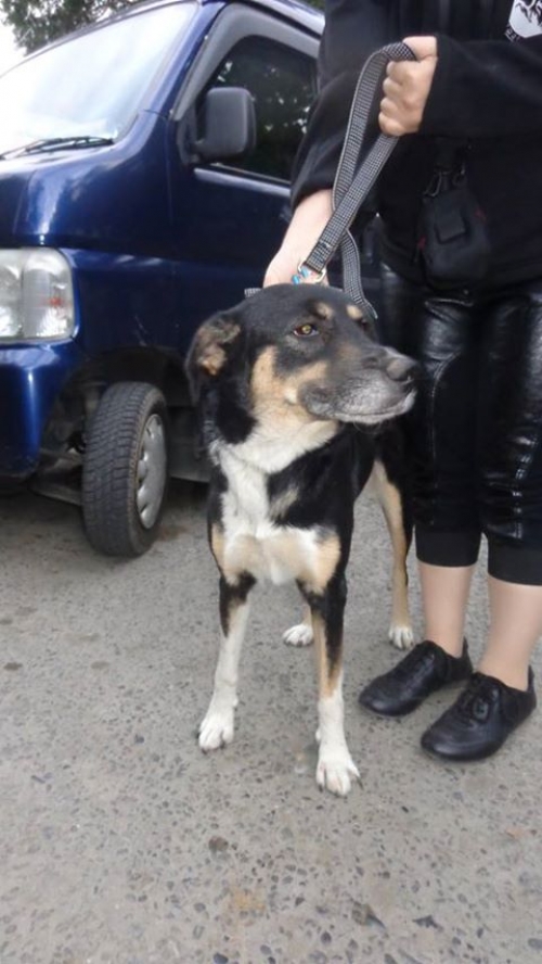 მეტისი უსახელო