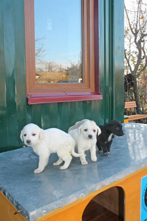 მეტისის ლეკვები უსახელო