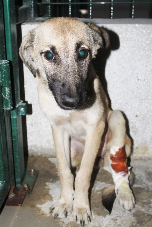 მეტისი უსახელო