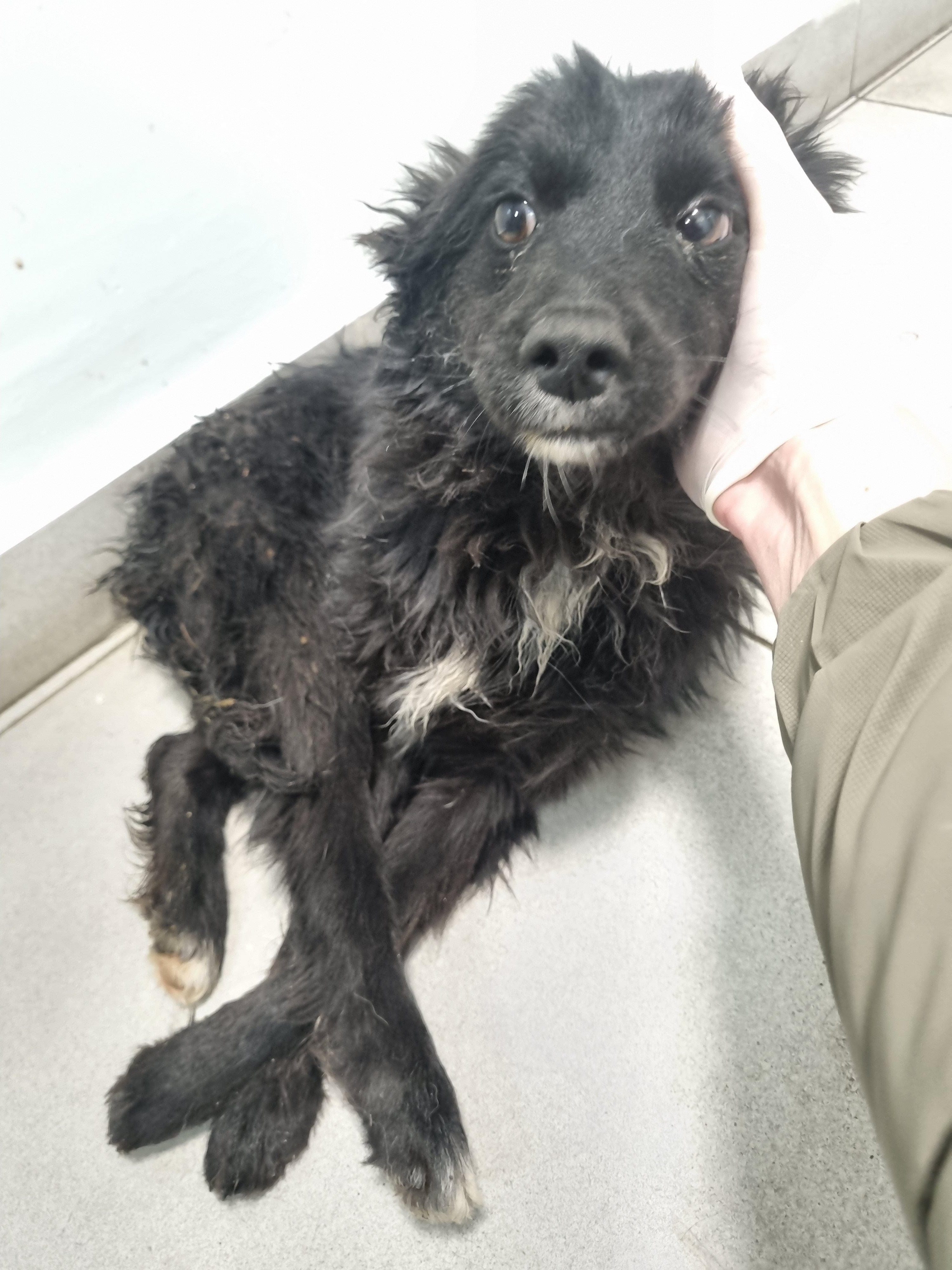 მეტისი. ორეო