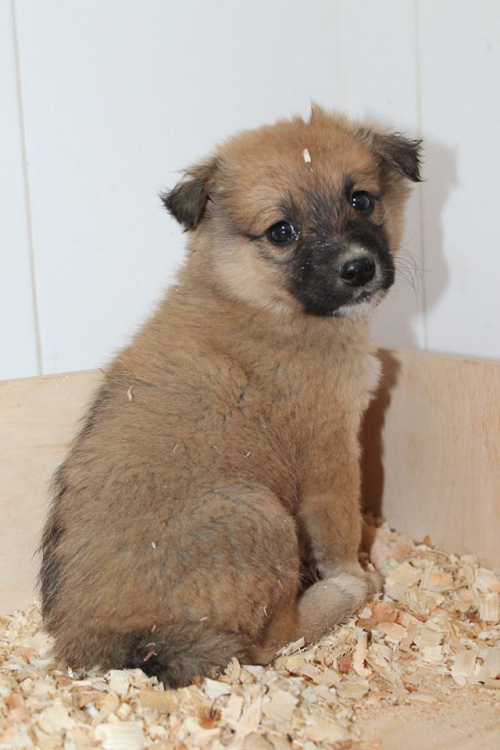 მეტისი უსახელო