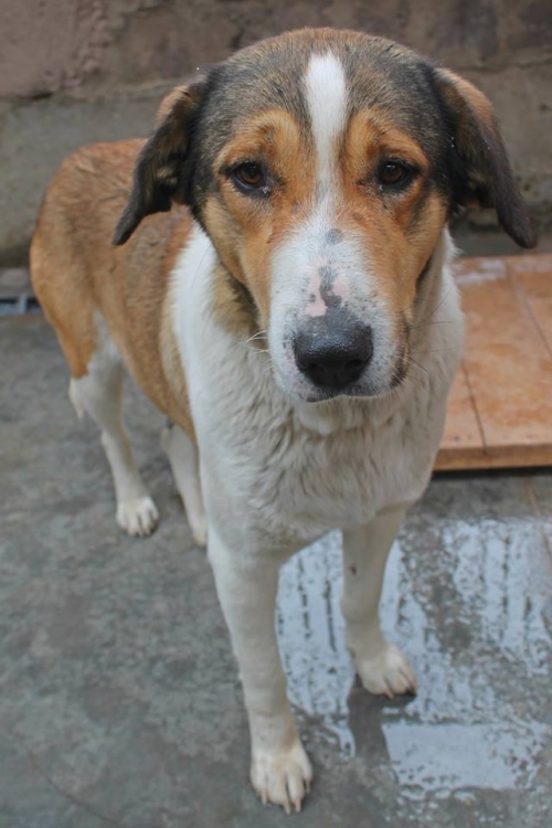 მეტისი უსახელო