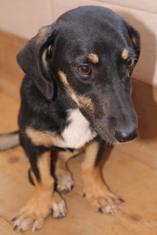 ტაქსას მეტისი უსახელო