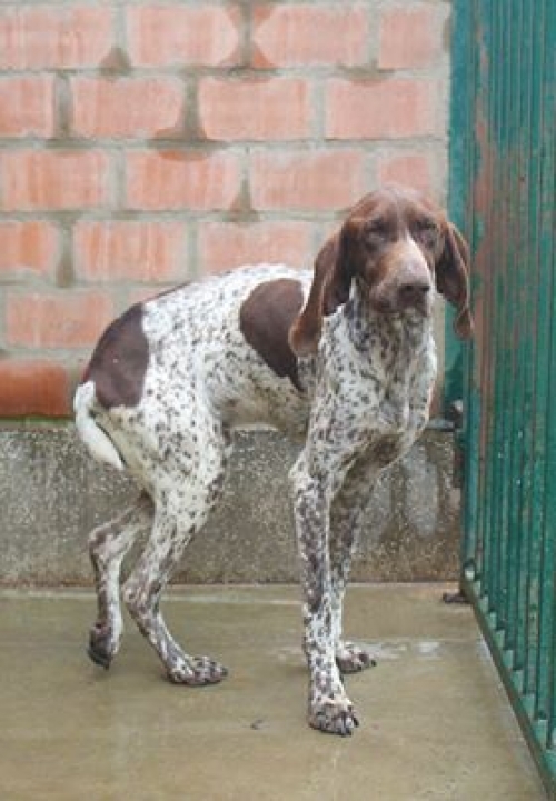 კურცხაარი უსახელო