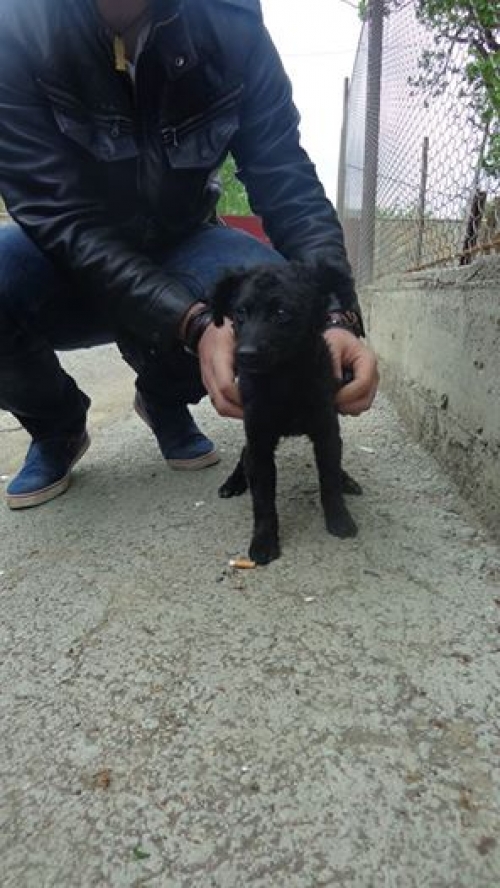 მეტისის ლეკვები უსახელო